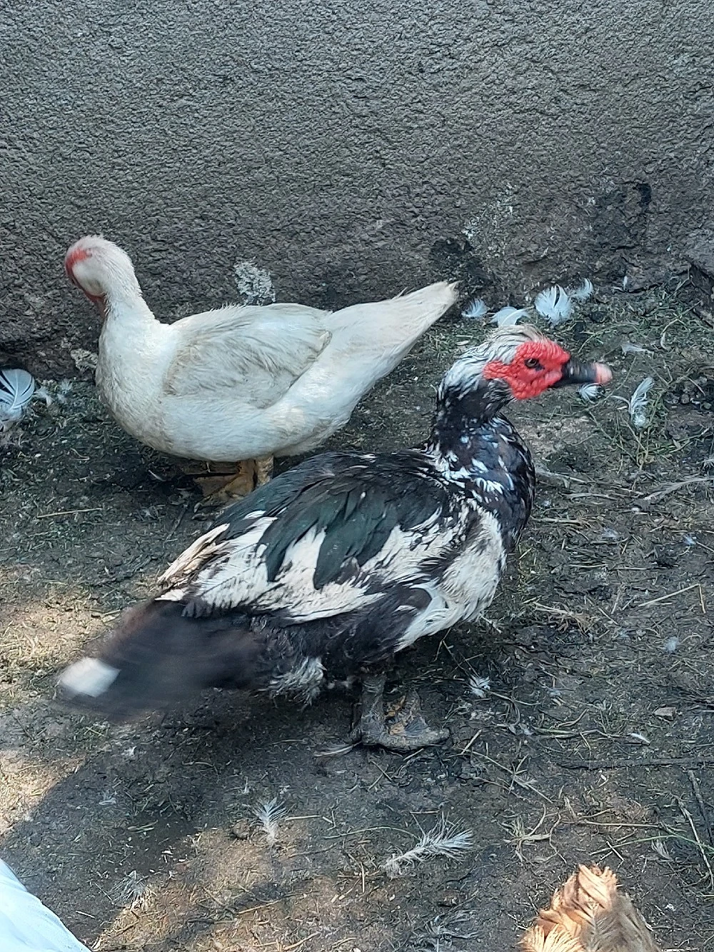 Rățoi leșesc 