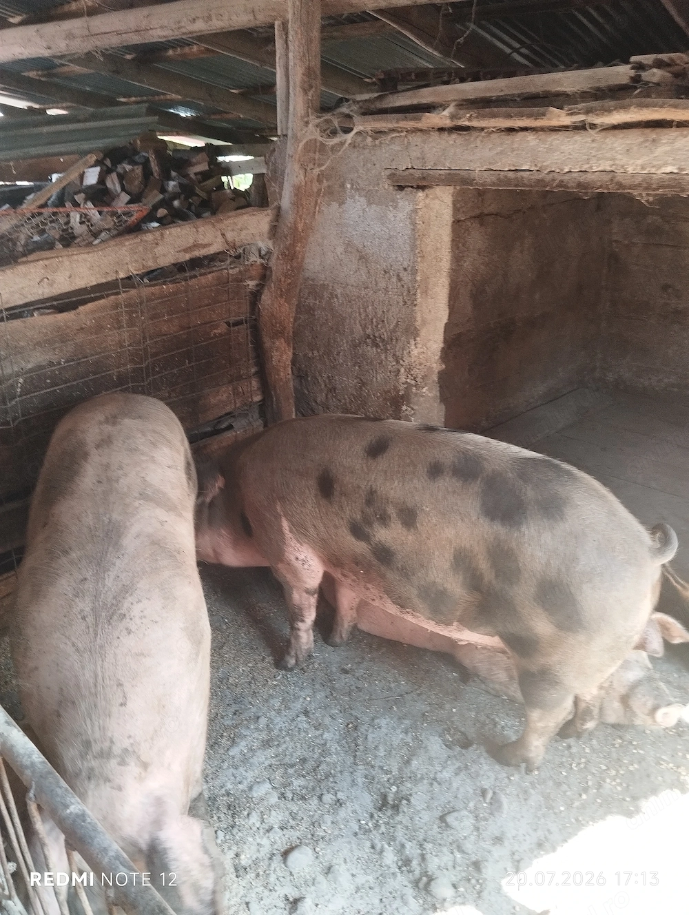 Vând porci pentru sacrificare 