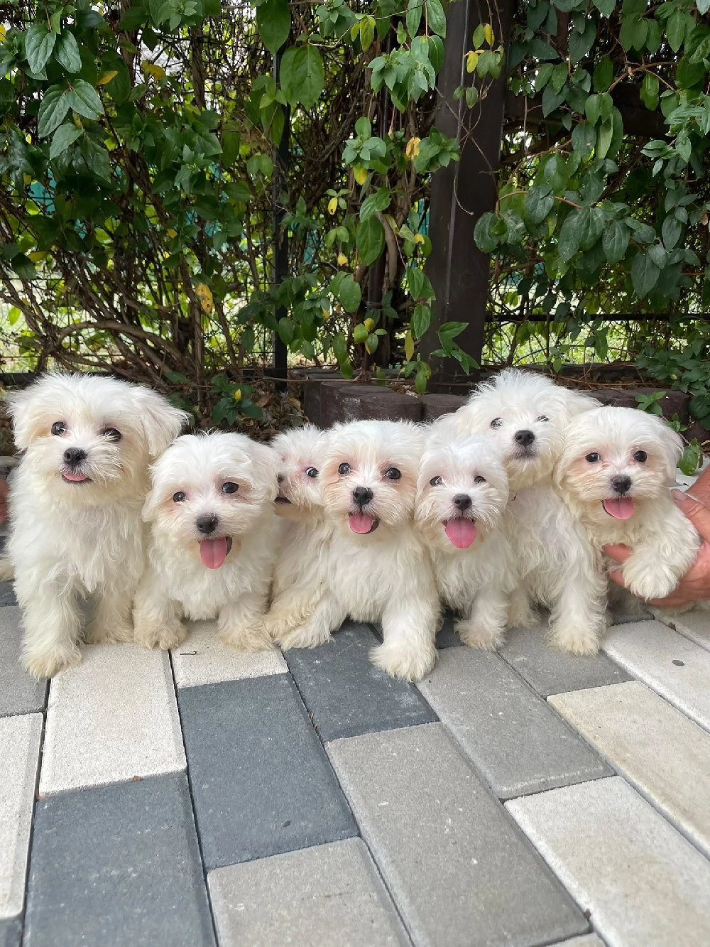 Bichon Maltez Fete Și Băieți 