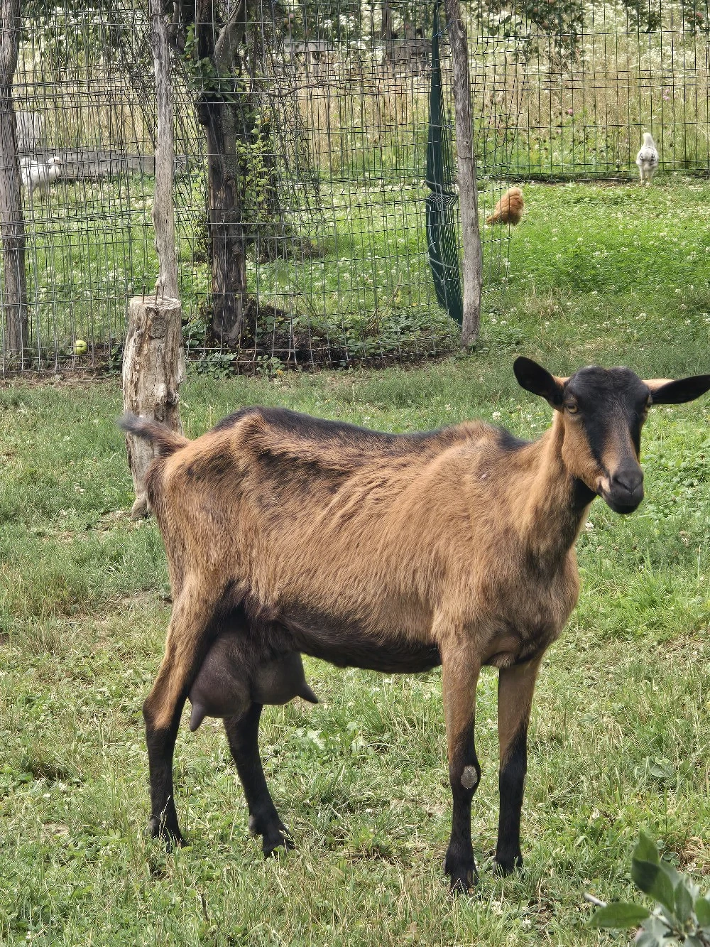 Capră Alpină franceză originală 