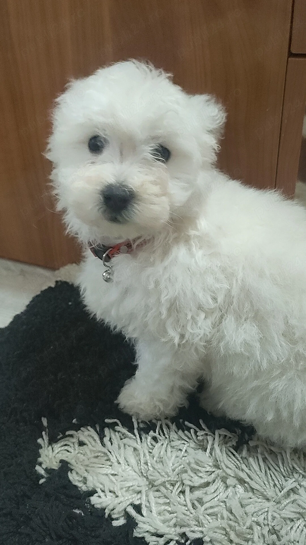 Vand pui de bichon maltez, 10saptamani.Pt mai multe detalii,sunati la nr afisat