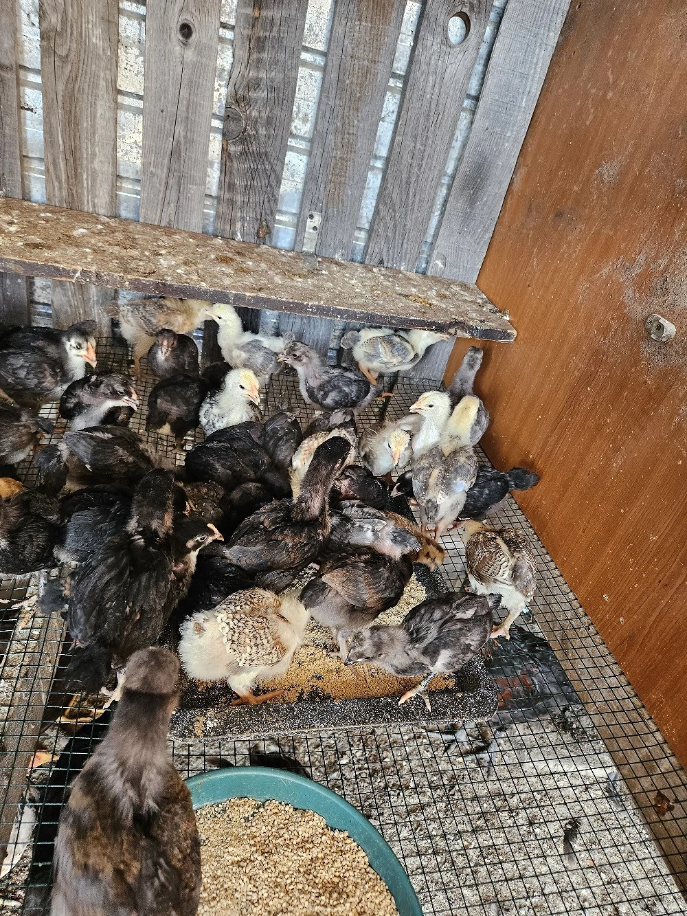 vand pui de casa mici si mari