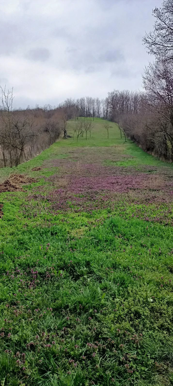 Teren Intravilan - Șpring, jud. Alba