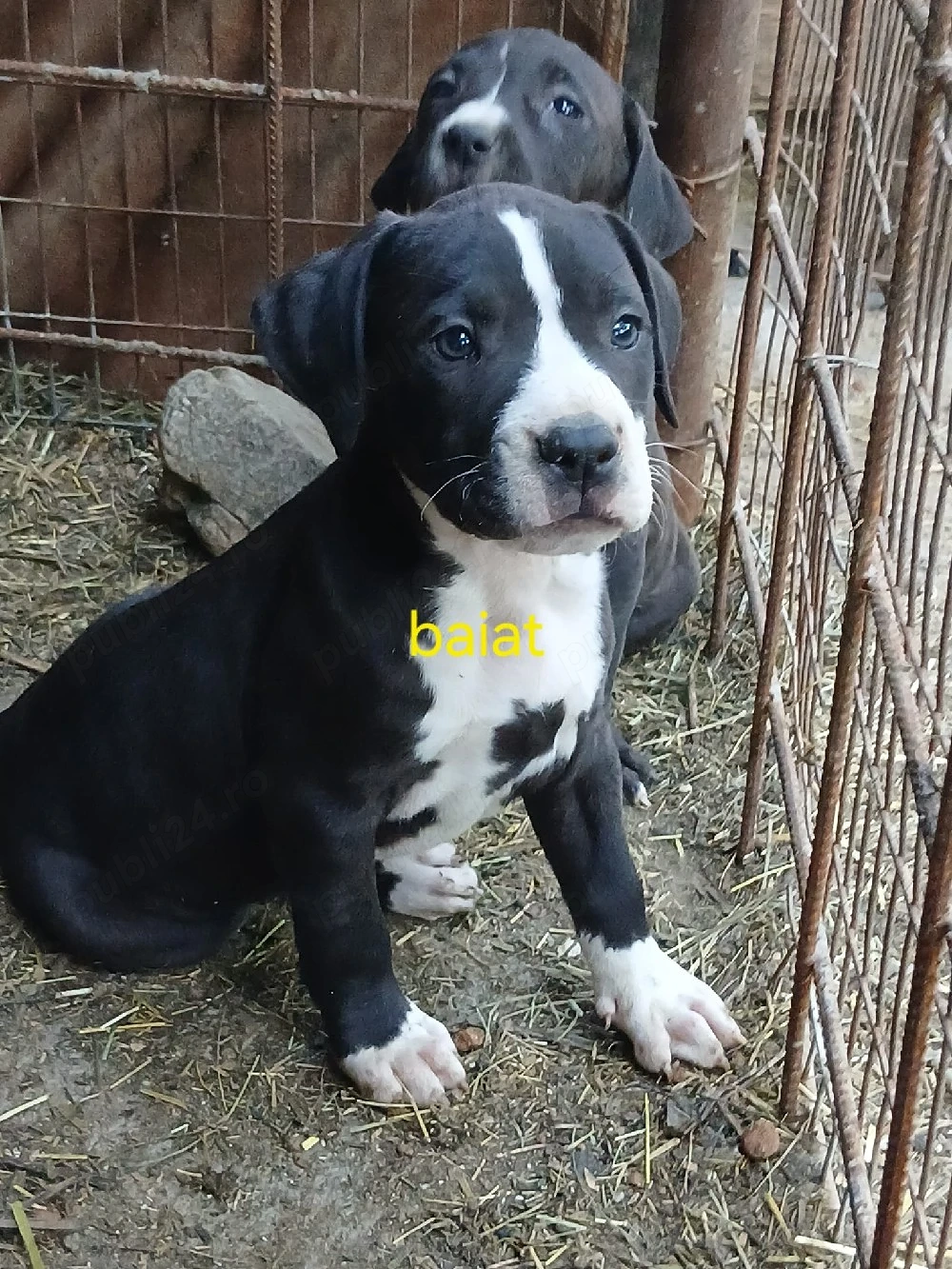 Cățeluși Amstaff 