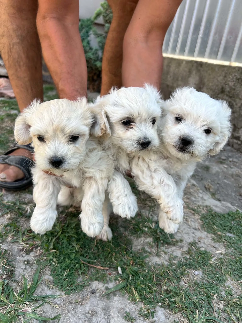 Bichon Maltez 2 masculi si o femelă , 8 săptămâni, vaccinați, deparazitați și cu carnet.
