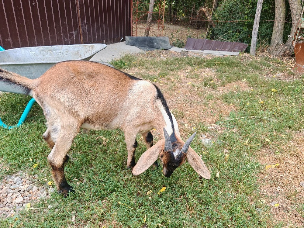 De vânzare țap anglo nubian - 4 luni