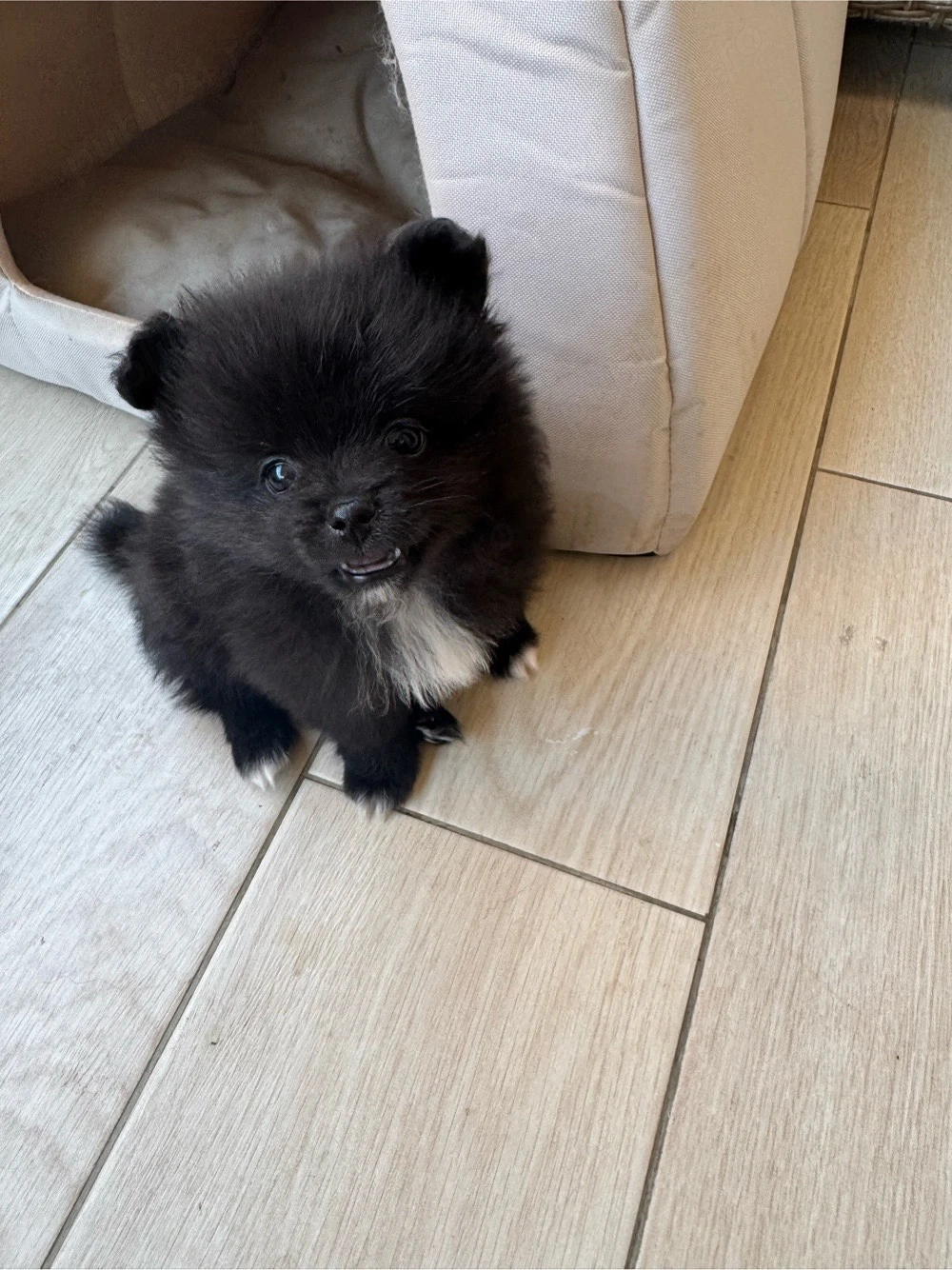 vand femele pomeranian