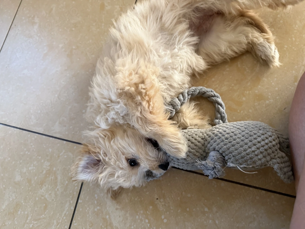Cățelușa de maltipoo