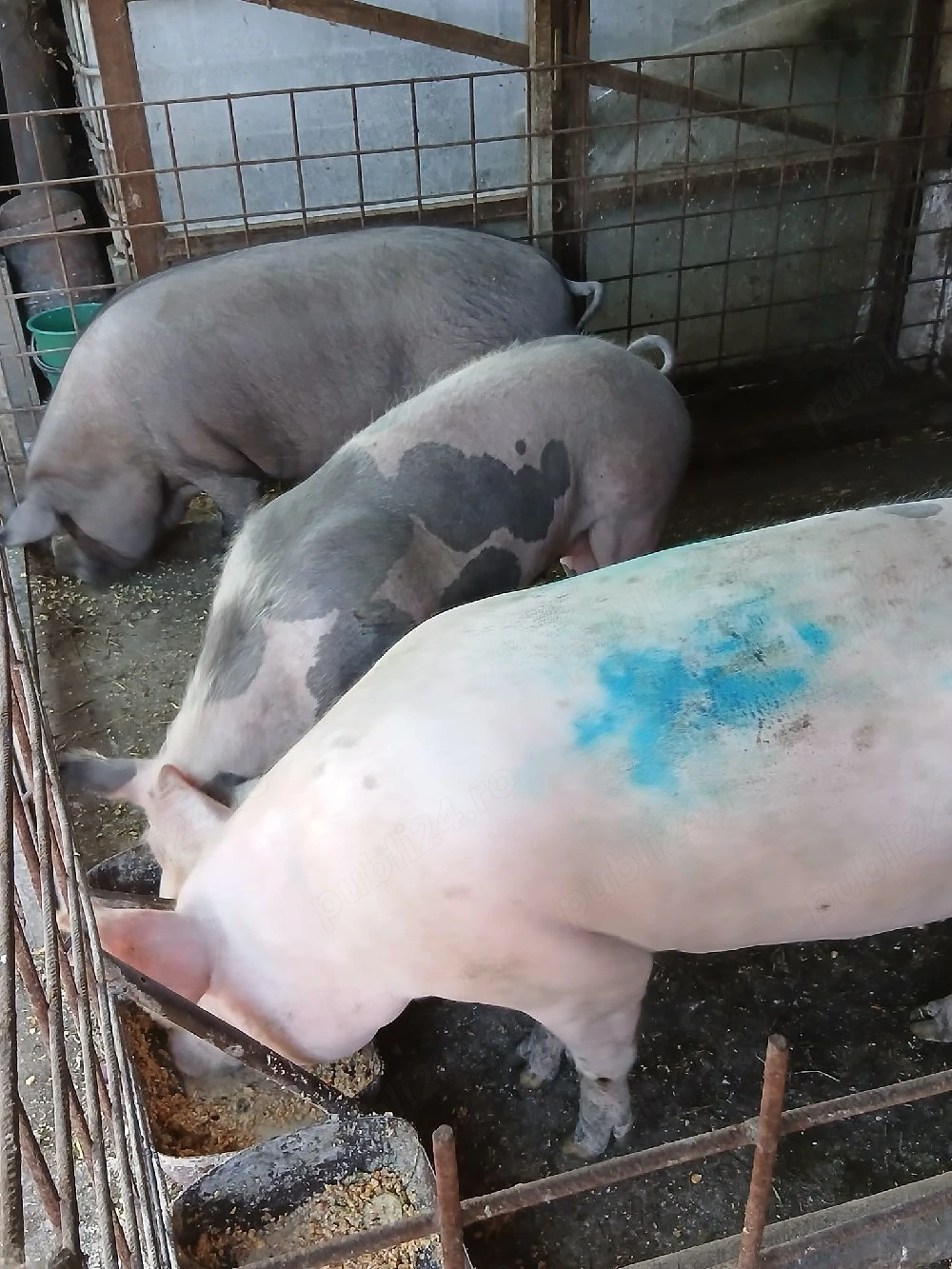 porci de vânzare intre 100-140 kg.