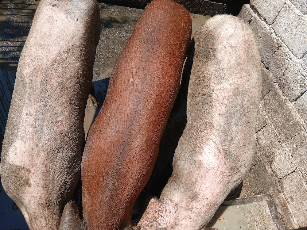 Vand porci de carne