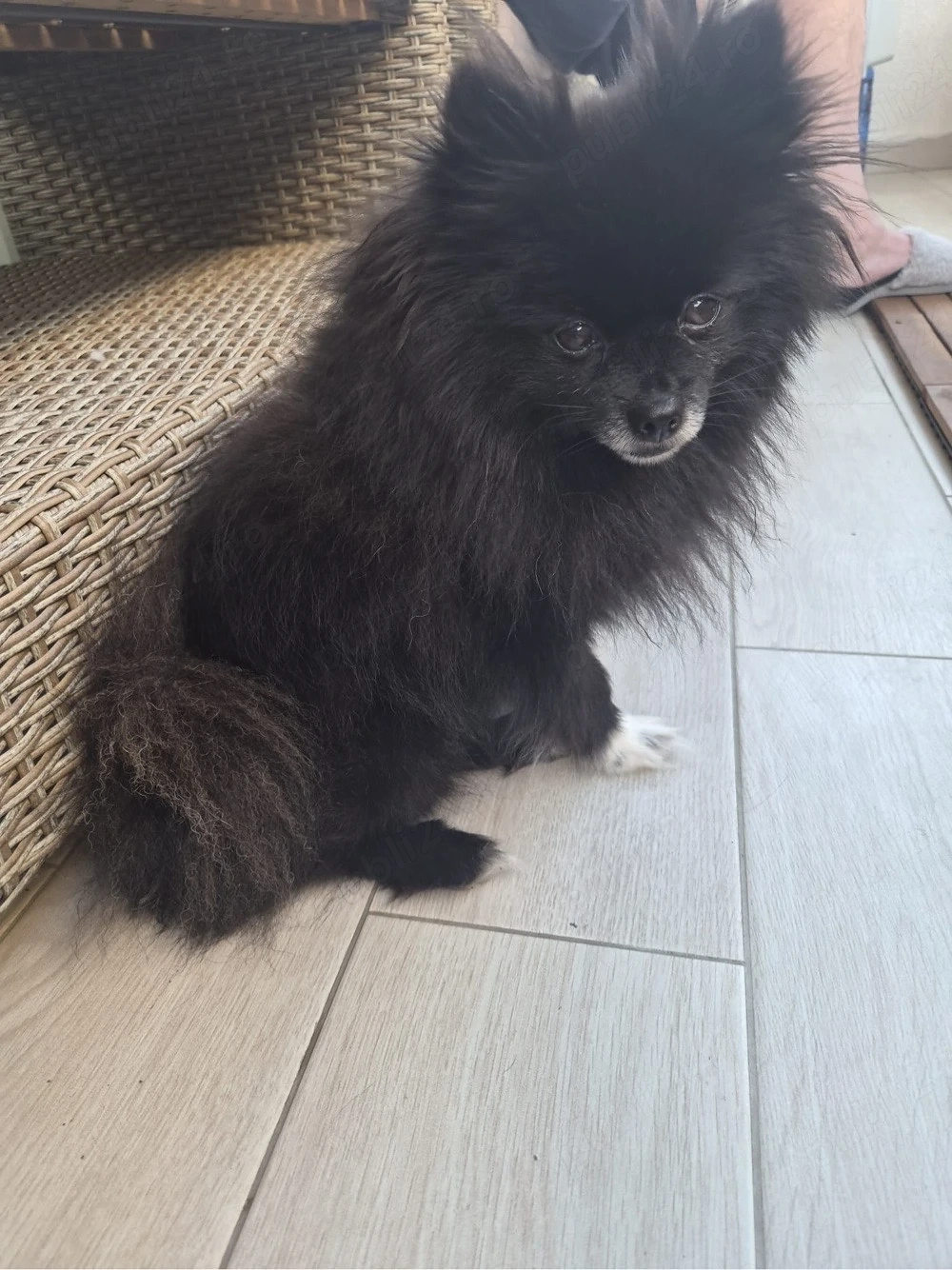Donez cuplu pomeranian