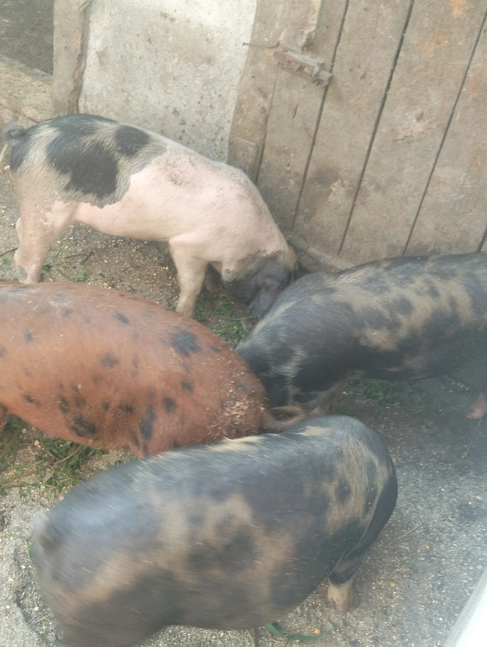 Șoldani de 30-40 kg