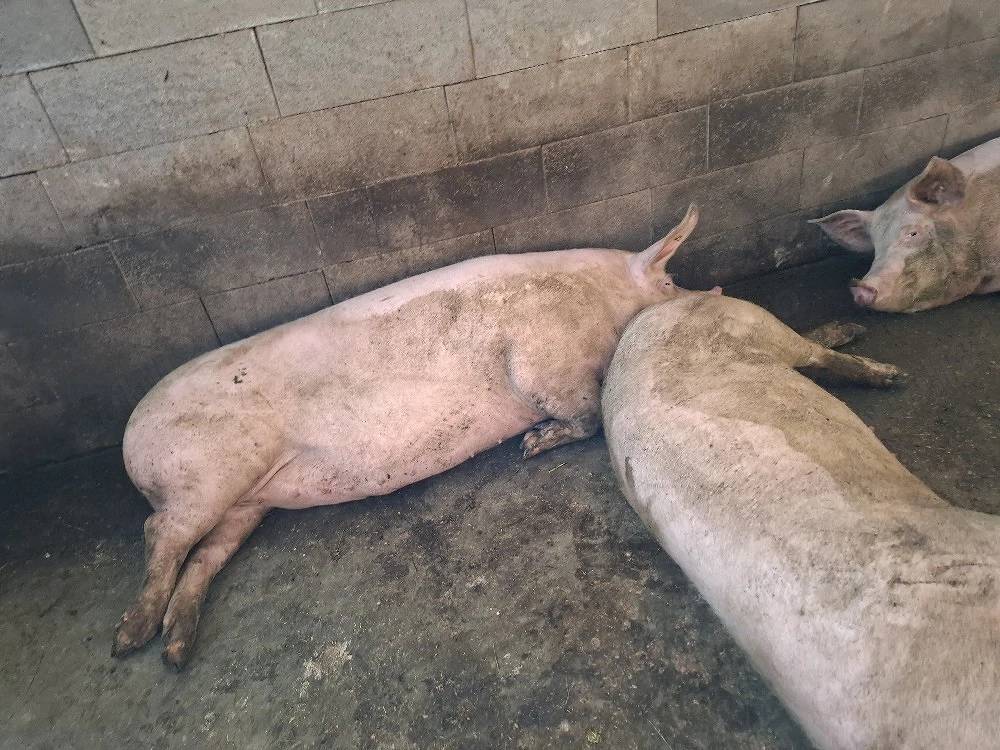 porci de carne