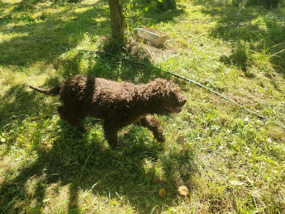 Donez 4 cățeii  Lagotto Romangnolo