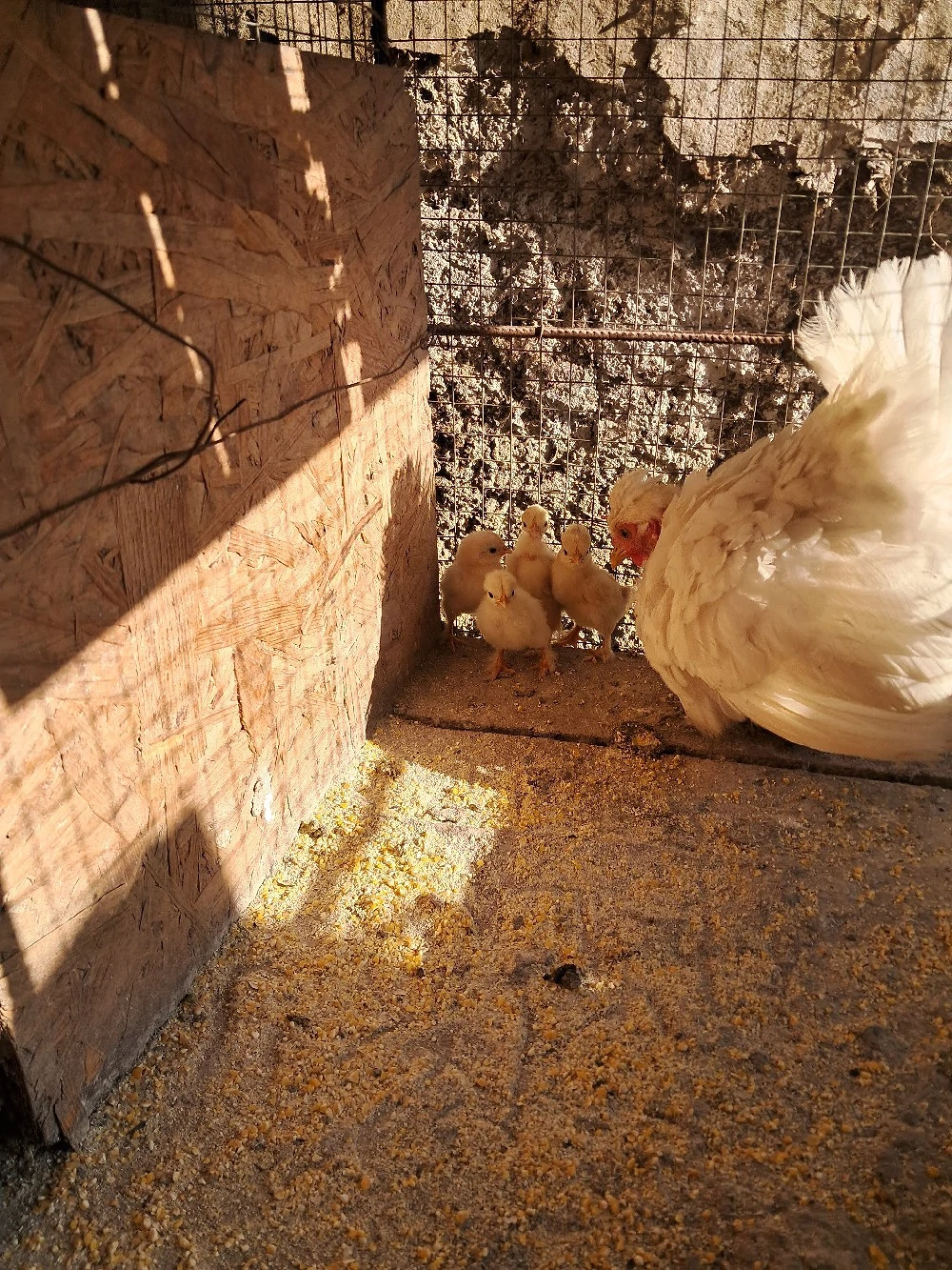 Cloșca cu pui