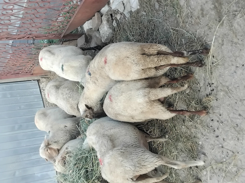 Vand 9 oi în ramnicu sarat 