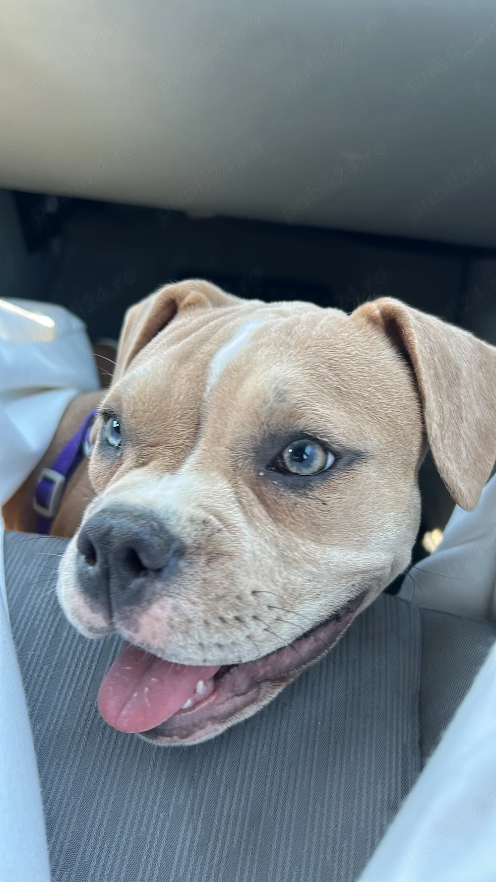 American bully pocket
