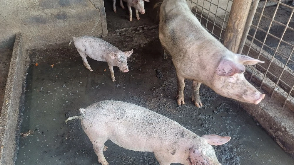 porci si purcei