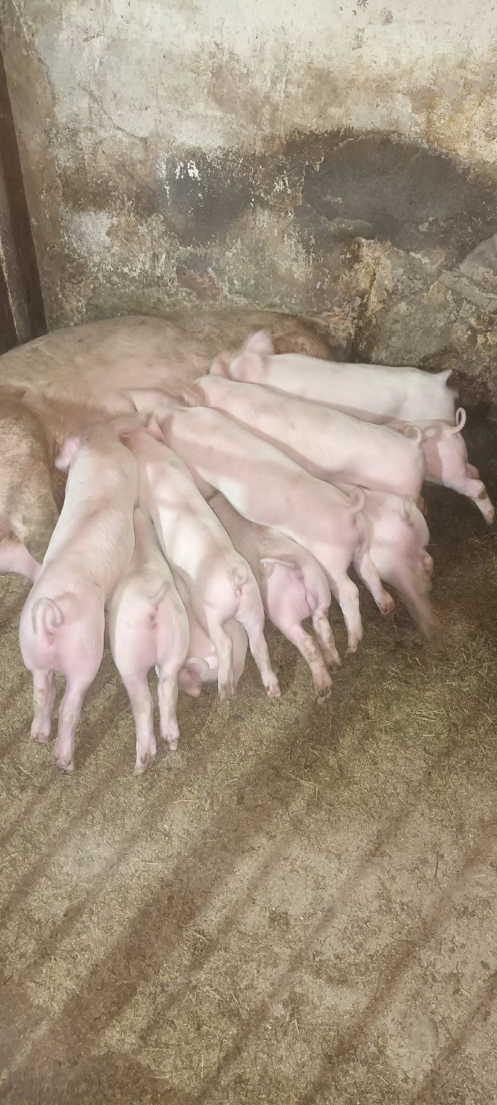 purcei de 7 săptămâni  landrace