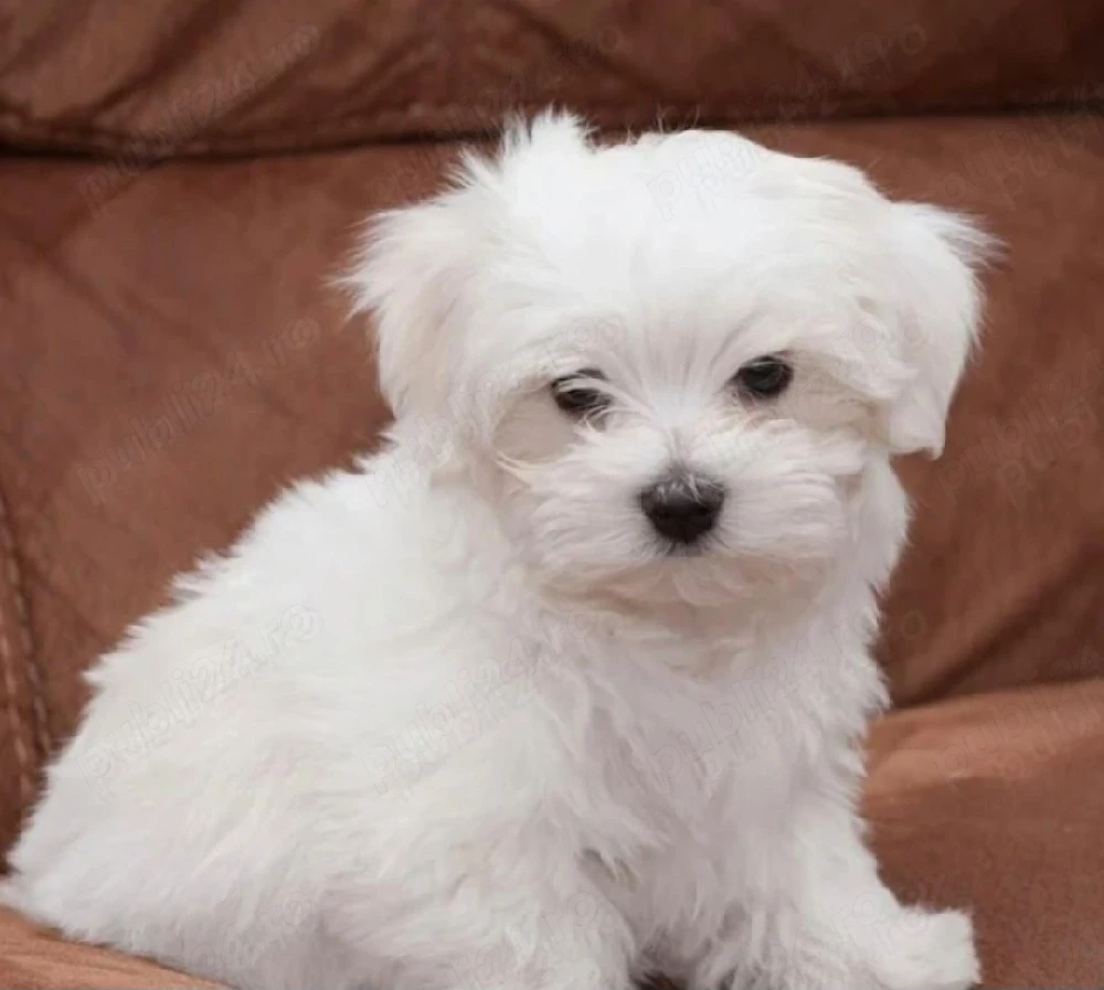 Căței Bichon Toy disponibili imediat 