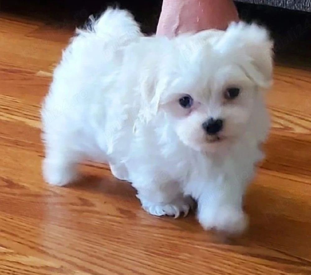 Ocazie! Căței Maltipoo disponibili imediat.  Cel mai frumos cadou pentru cei dragi!