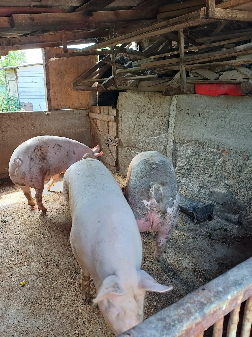 Vand porc gras pt sacrificat