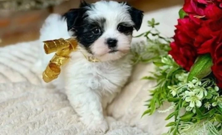 Bichon havanez mini   650 lei