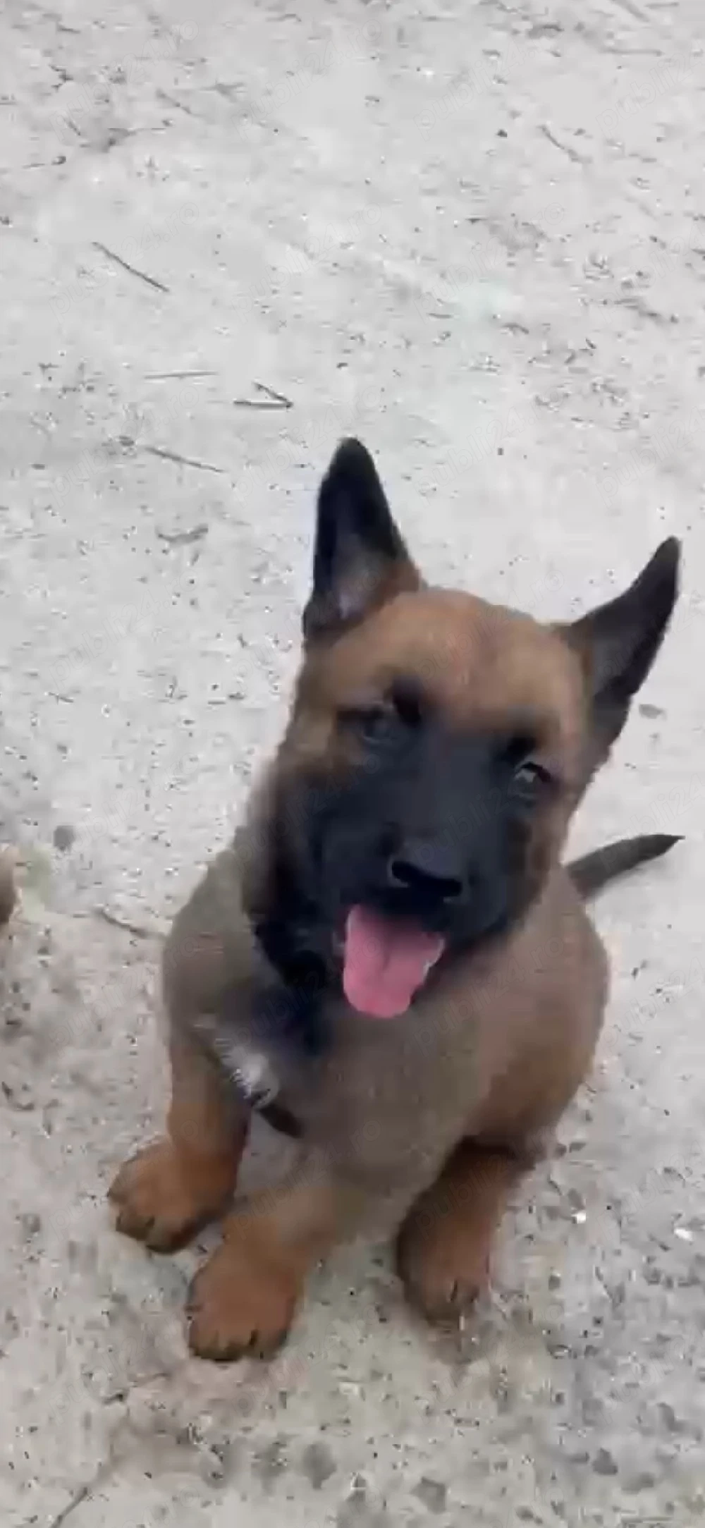 Ciobanesc belgian malinois