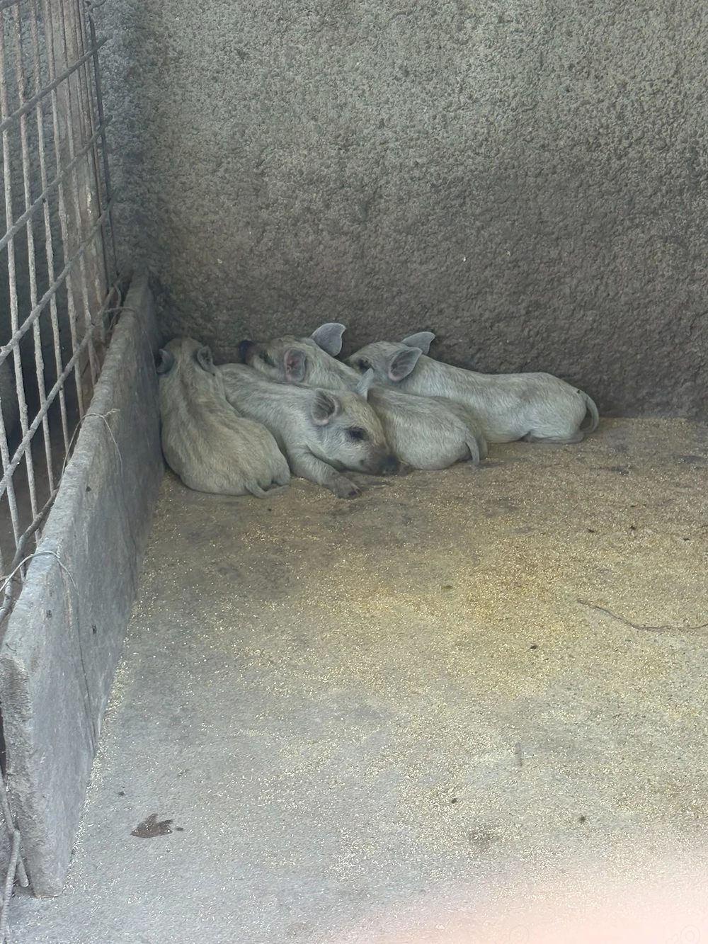Vand purcei mangalita si bazna, rasa pura, Peris Ilfov