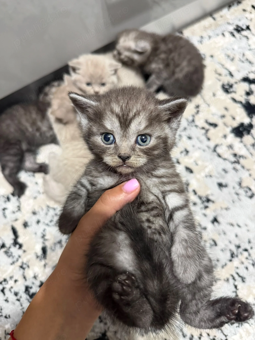 Fetițe British shorthair 