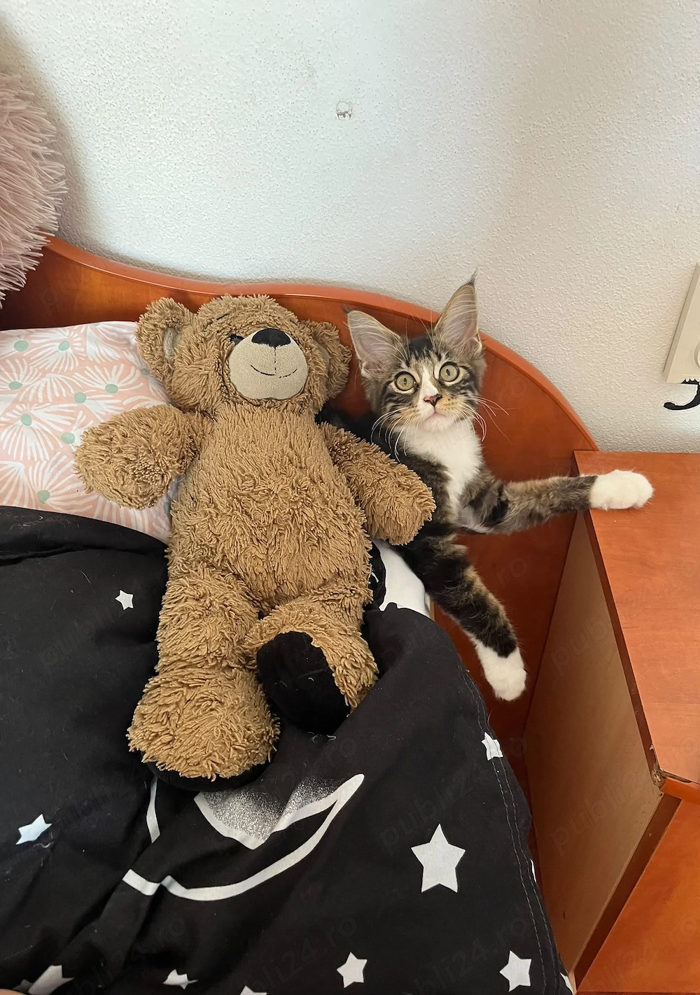Pui rasa Mâine coon