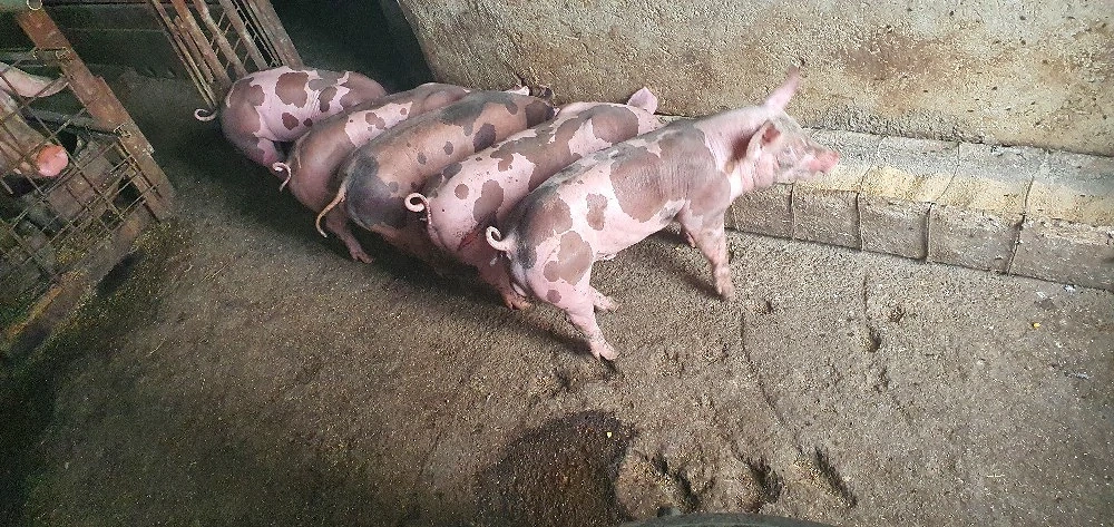 purcei 8 saptamini PIETRAIN