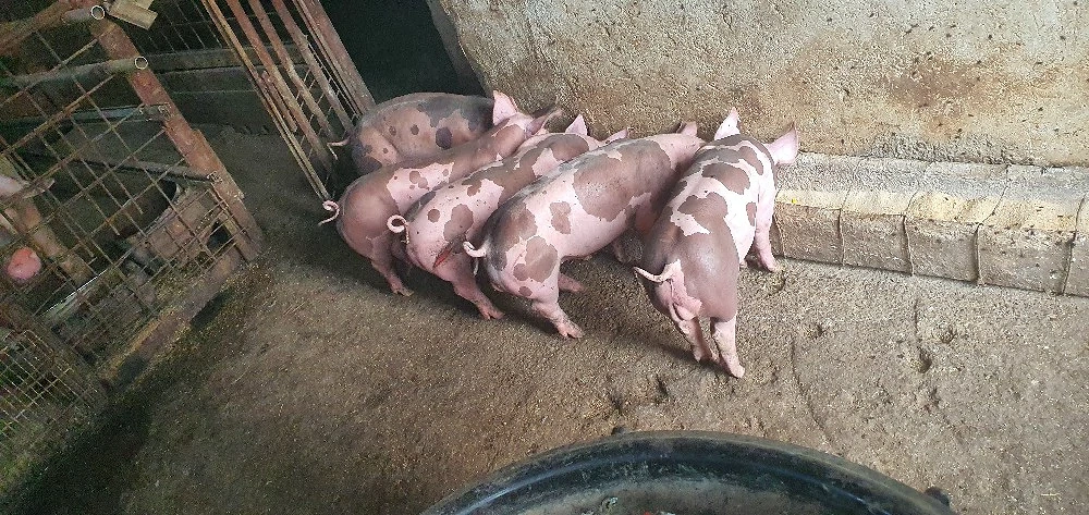 purcei de 8 saptamini