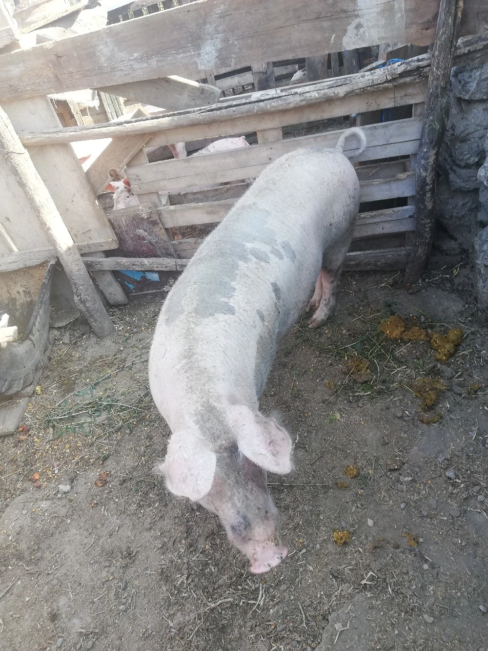 Porc de vinzare