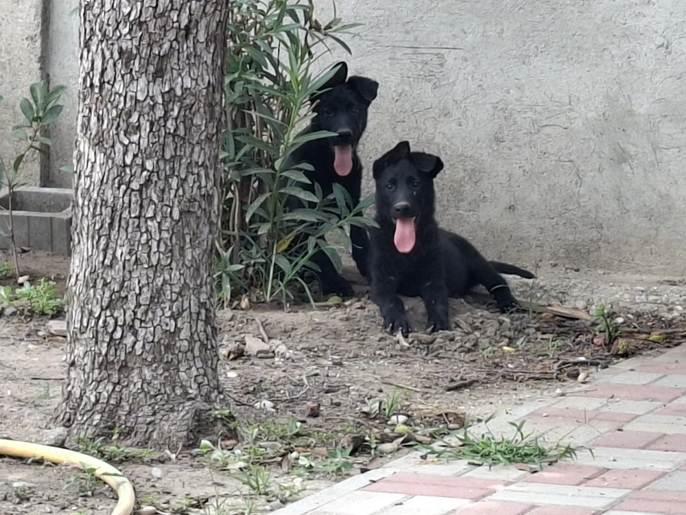 Pui Ciobanesc German Negru Pedigree