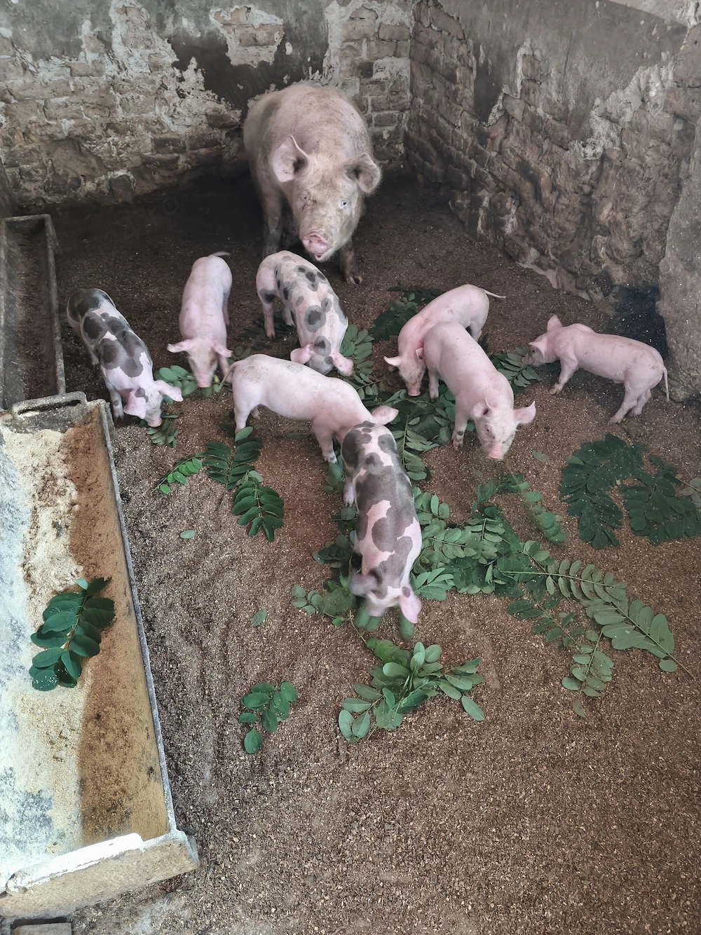 Purcei metis pietrain belgian