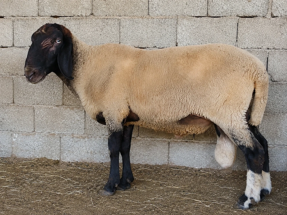 Berbec cărăbaș sârbesc 