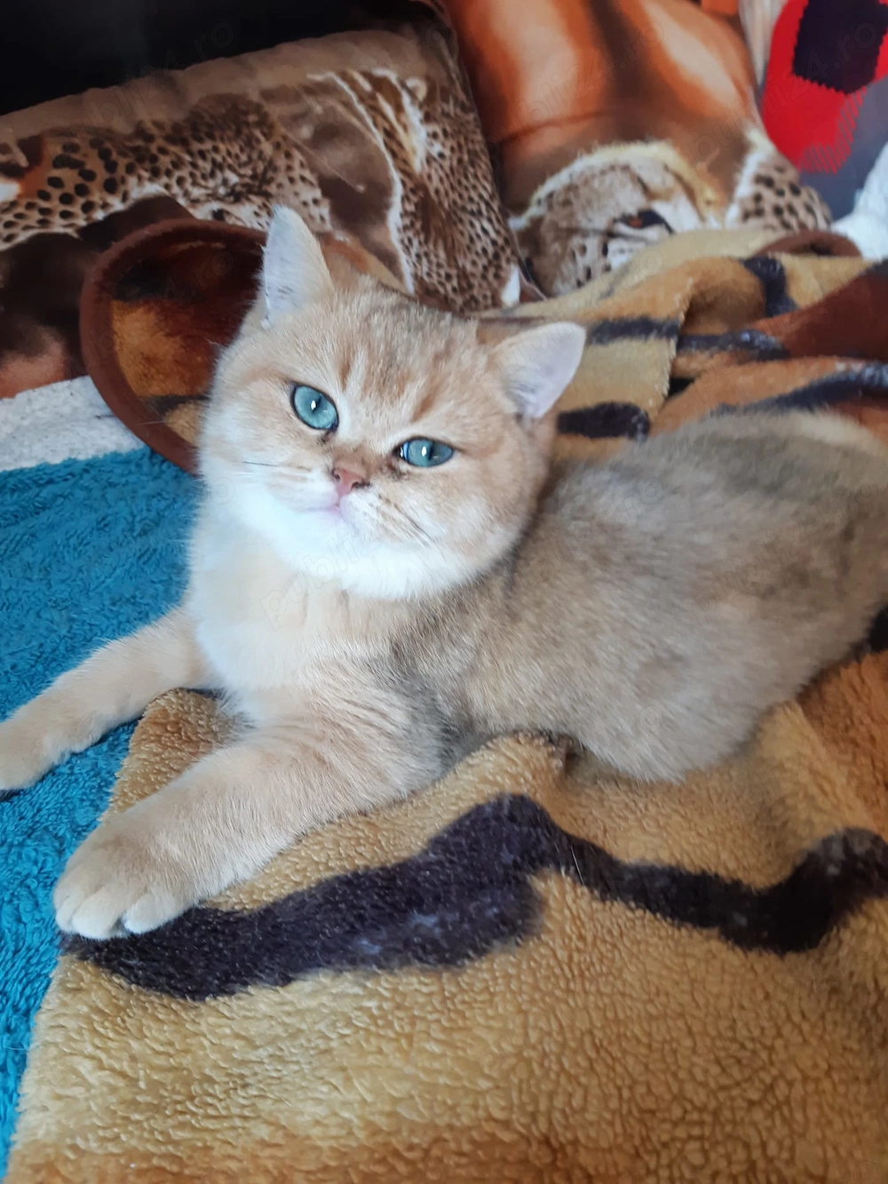 Vînd Motănel British Shorthair Golden ,pedigree