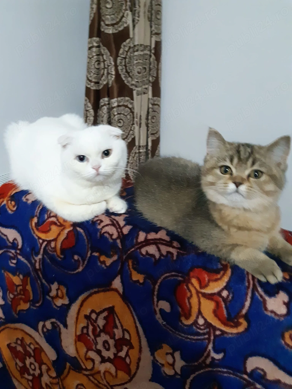 Vînd 2 pisici Scottish albă și Britișh Chinchilla Golden 
