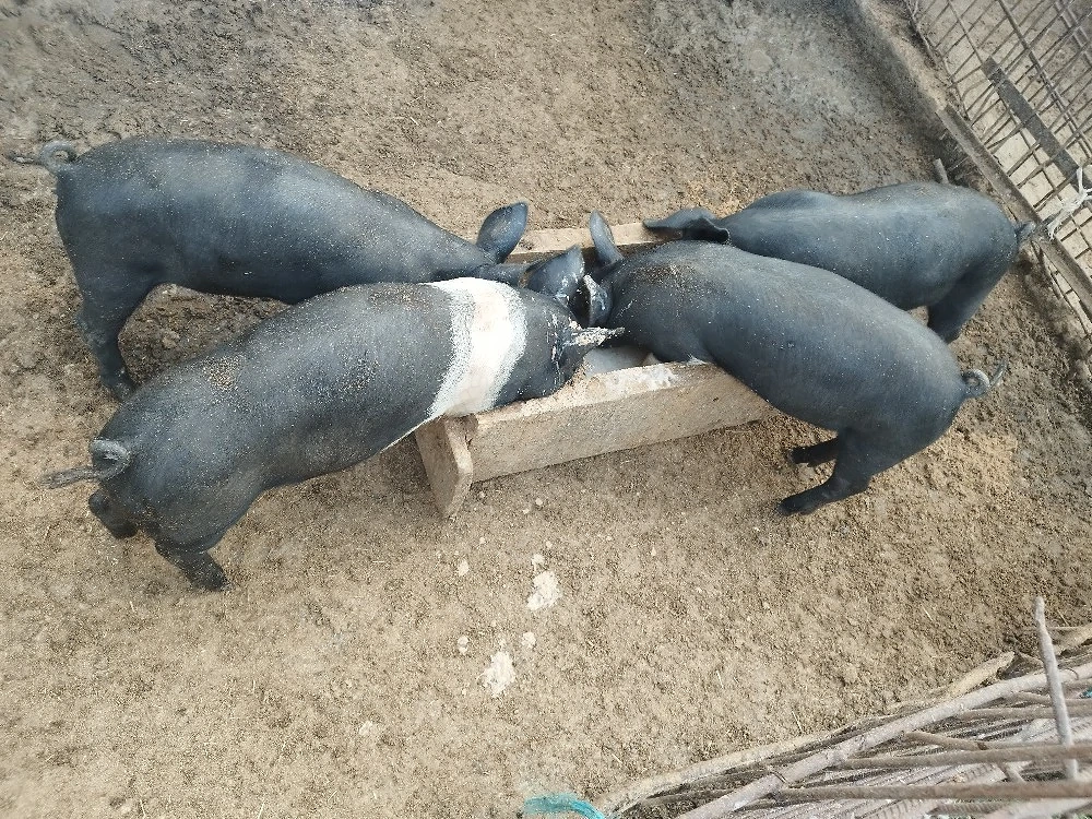 purcei bazna frumoși 