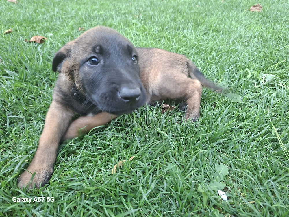 Vand pui de caine ciobanesc belgian malinois