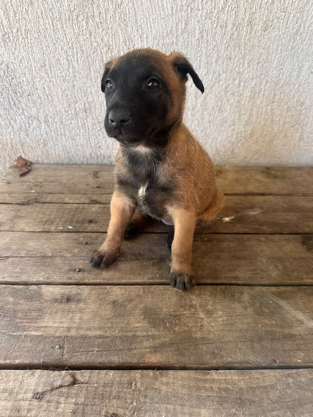Vand pui de caine ciobanesc belgian malinois
