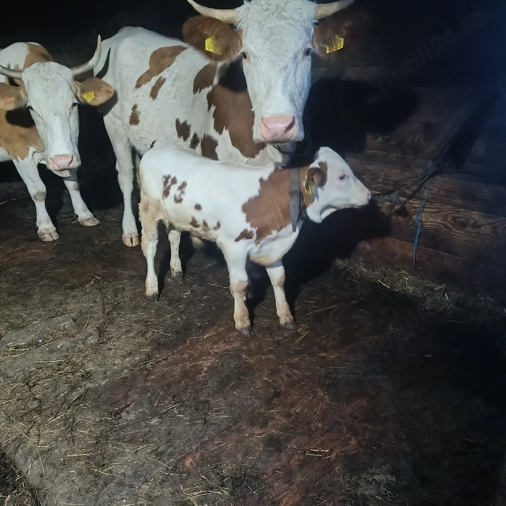 Vaca cu vițel de o luna jumate 