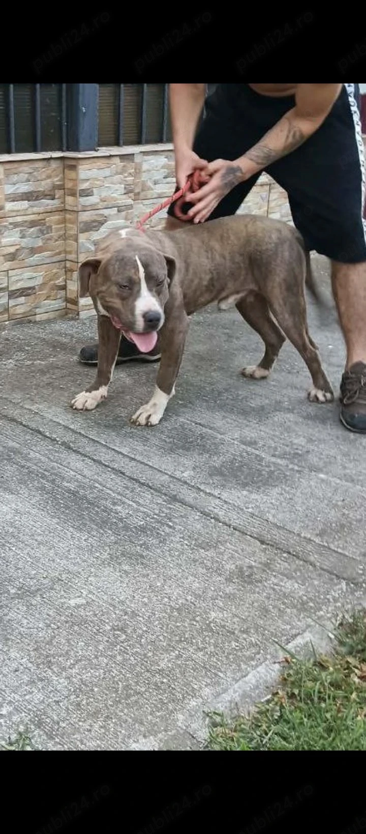 American bully Xl 
