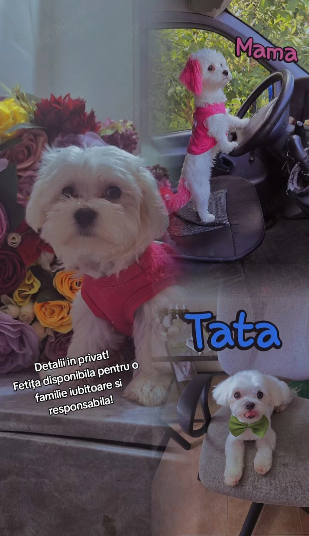 Bicon maltez fetiță miny toy