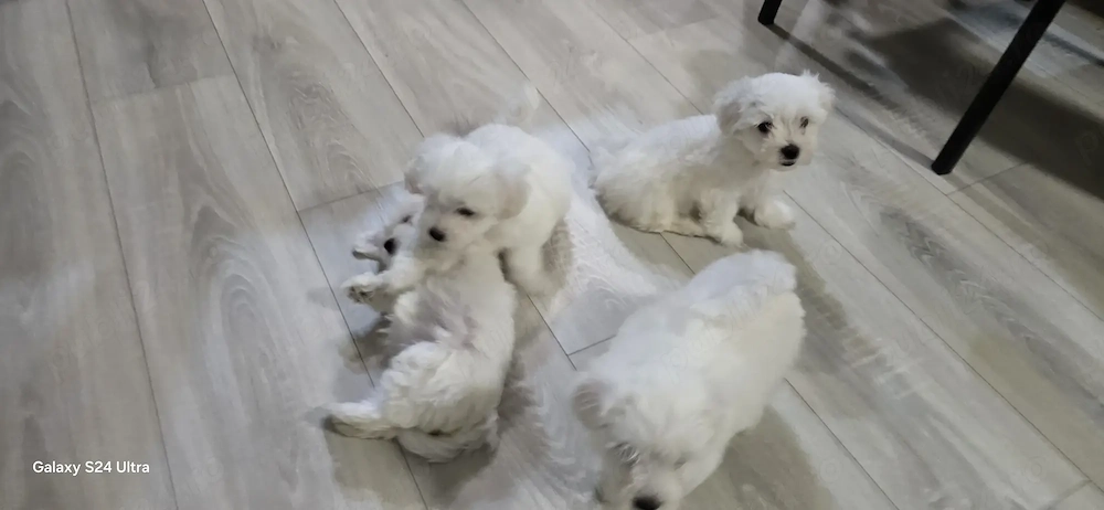 Vând Căței Bichon Mini Toy