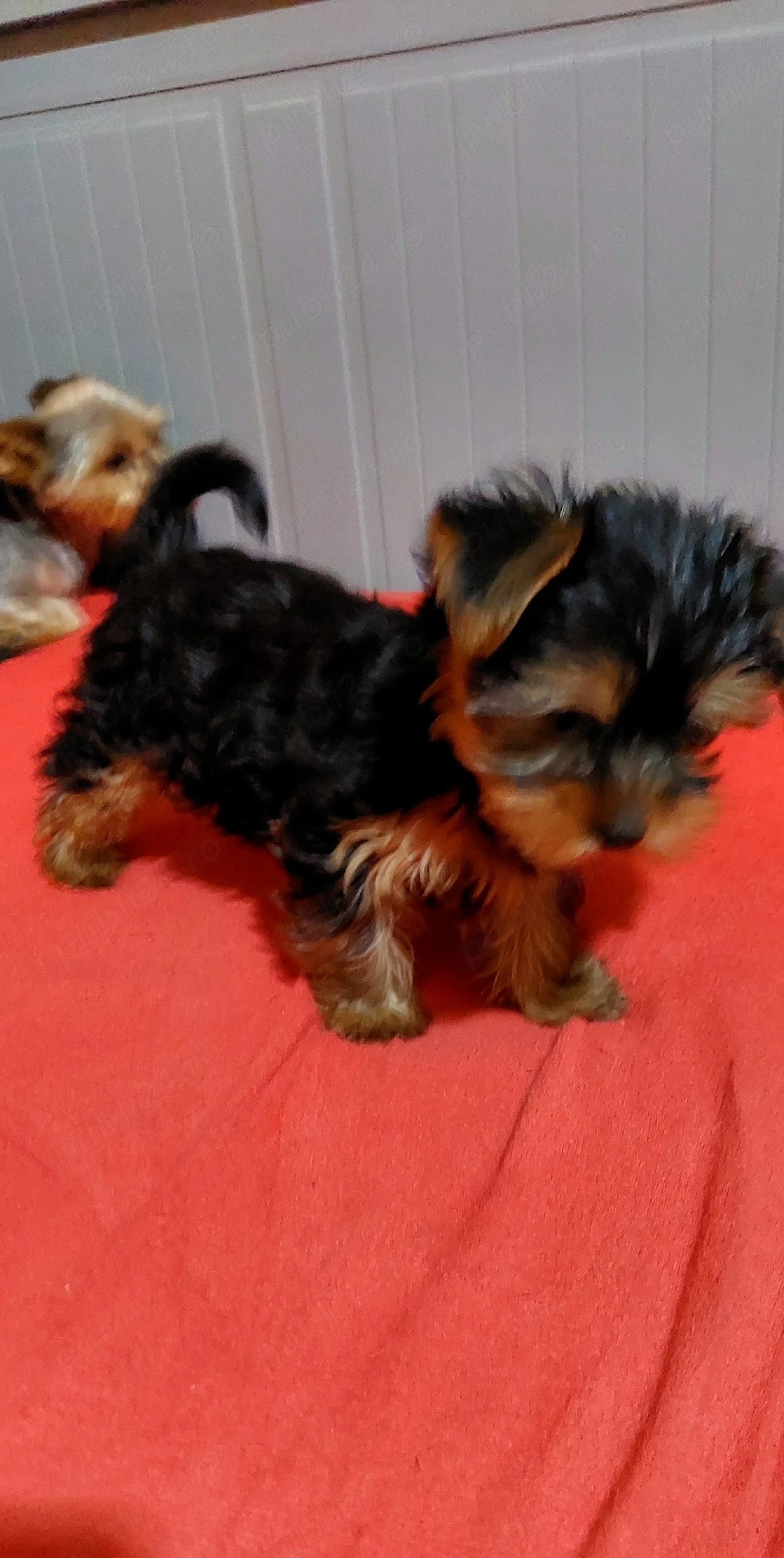 Yorkshire Terrier toy