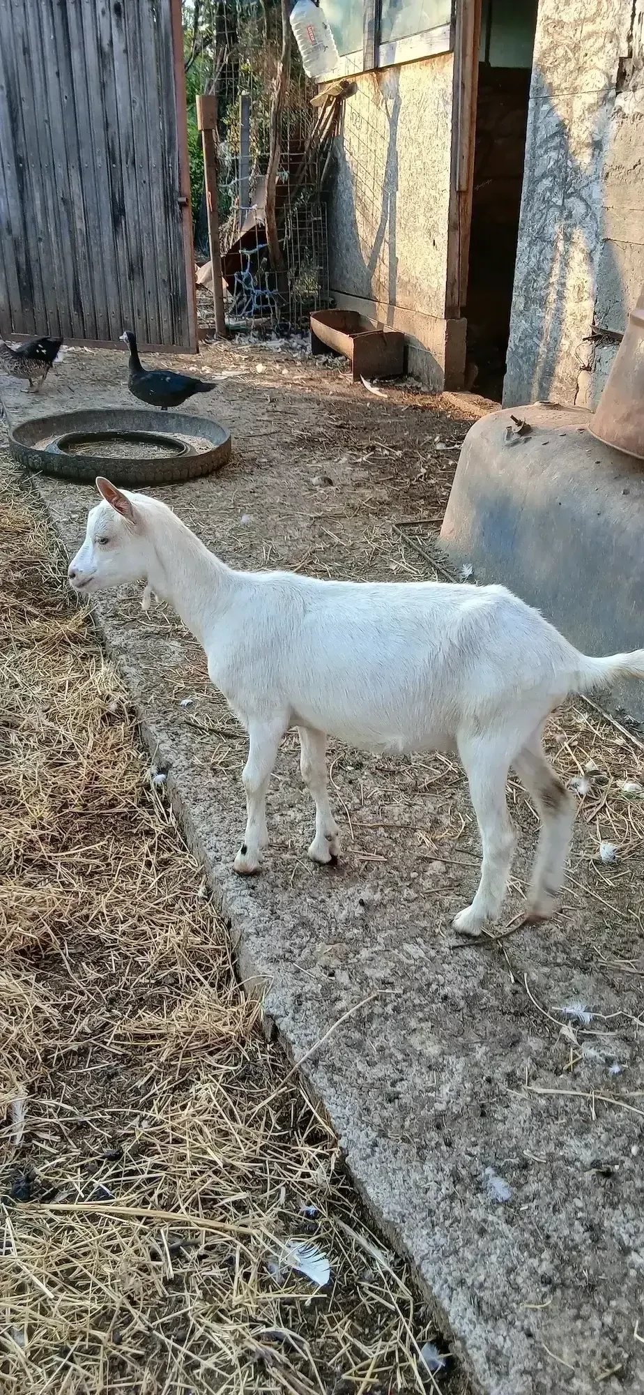 Iada  rasa buna de lapte