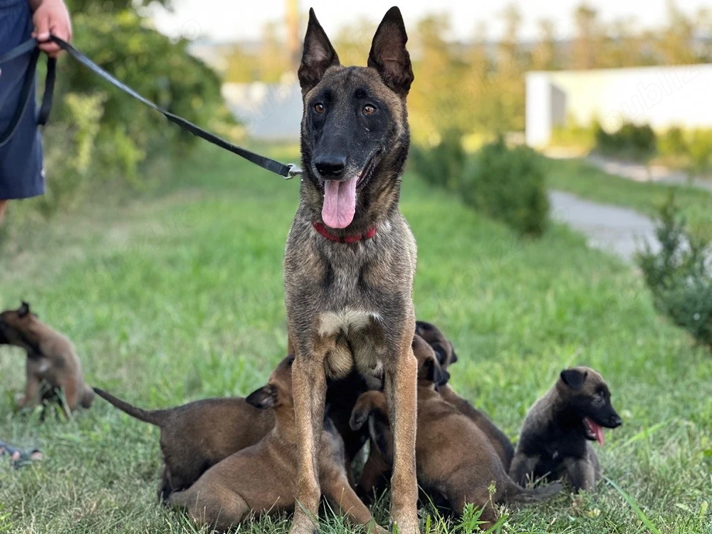 Pui de Ciobănesc Belgian Malinois   părinți cu pedigree