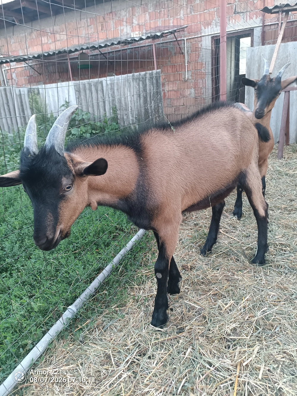 Vând țap alpin francez schimb